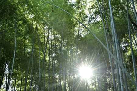 嵐山・竹林・陽の光