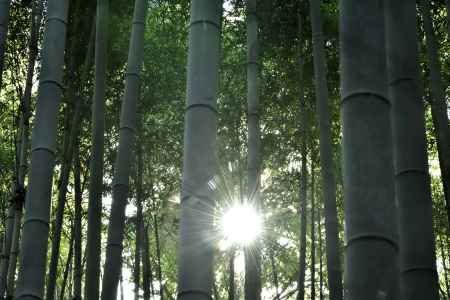 竹林への陽の光