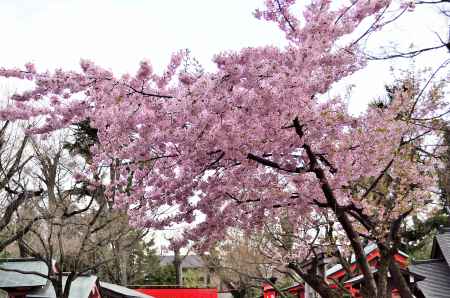 車折神社（４）河津桜
