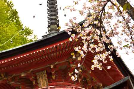 法輪寺の塔と桜