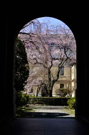 京都府庁旧本館しだれ桜