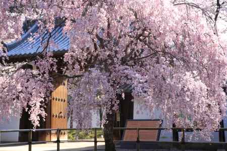 醍醐寺総門の桜