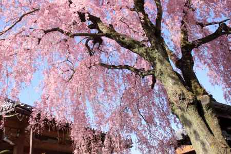 伏見区日野恵福寺の桜