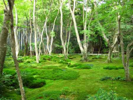 一面の緑に覆われる祇王寺の庭園