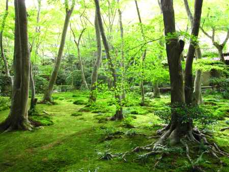 鮮やかな緑色の祇王寺庭園