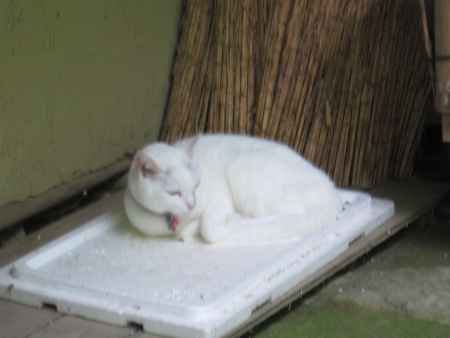 祇王寺の白猫、まろみ
