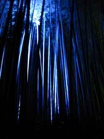 青く幻想的に浮かび上がる竹