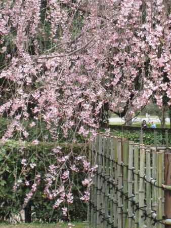 桜と竹垣