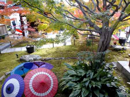 和傘と秋のコラボ