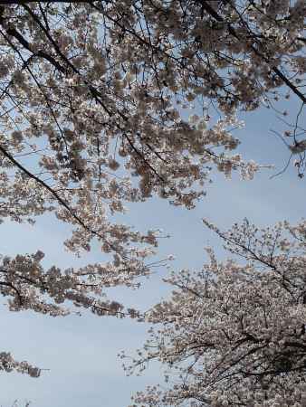 醍醐寺の桜 2014.04 -1