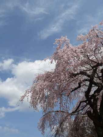醍醐寺の桜 2014.04 -2