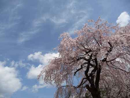 醍醐寺の桜 2014.04 -3