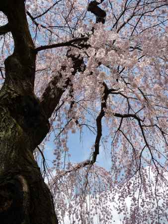 醍醐寺の桜 2014.04 -4