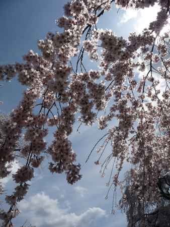 醍醐寺の桜 2014.04 -9