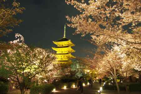 2013東寺のsakura夜間拝観にて