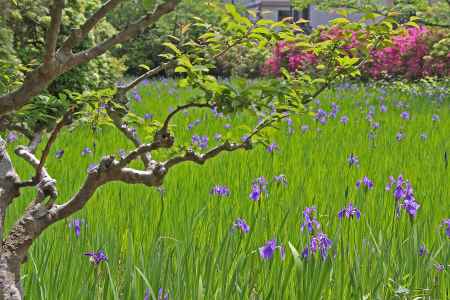 大田神社の沢に咲く「かきつばた」