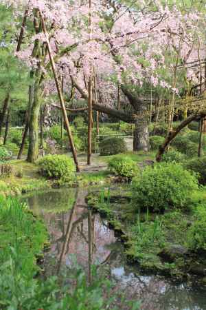 平安神宮　西神苑の枝垂桜