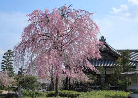 妙満寺の枝垂桜