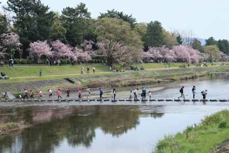 賀茂川の春を楽しむ