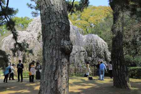 松林の中に咲く枝垂桜