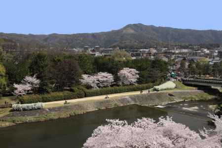 賀茂川に桜咲く