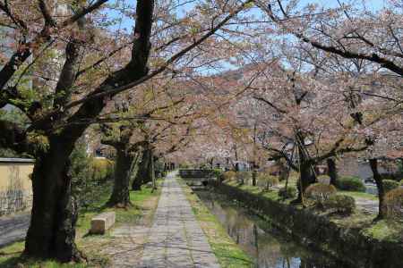 葉桜の哲学の道