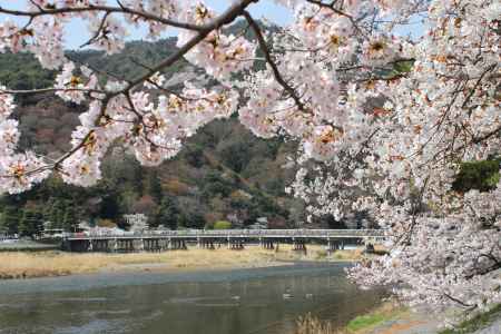 桜と嵐山渡月橋