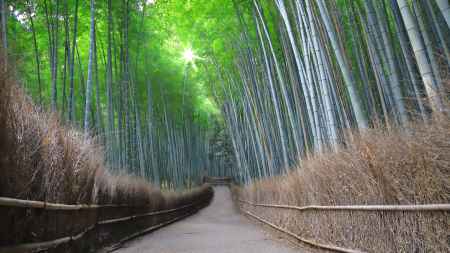 嵯峨野の竹林の径