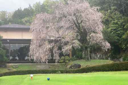 京都ゴルフ俱楽部上賀茂コースの枝垂桜