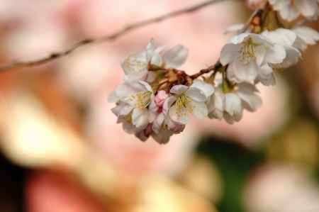 京都府立植物園　早春の草花展　桜