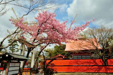 車折神社　早咲き桜、河津桜(横位置)　