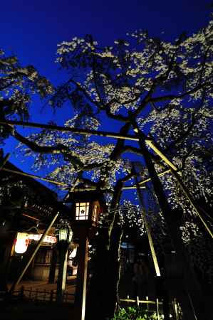 平野神社　夜桜　ブルーモーメント