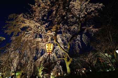 平野神社　夜桜　花時