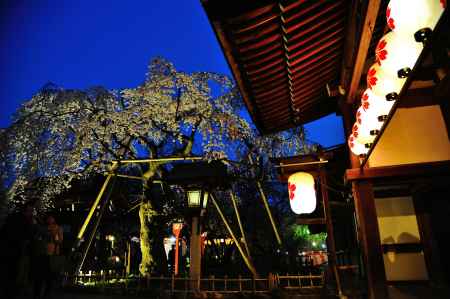平野神社　夜桜　提灯
