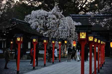平野神社　夜桜　さくら燈籠