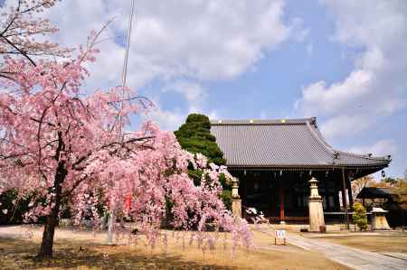 妙顕寺　境内　枝垂れ桜
