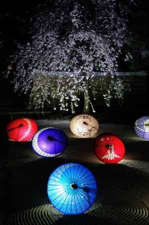 妙顕寺　龍華飛翔の庭　桜ライトアップ
