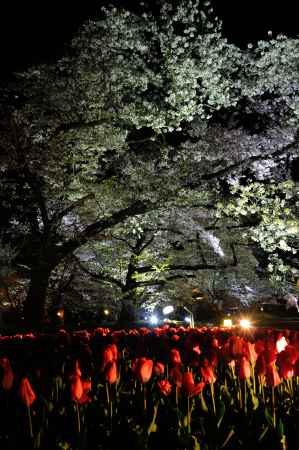 京都府立植物園　桜ライトアップ