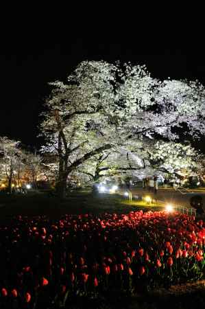 京都府立植物園　夜の桜とチューリップ