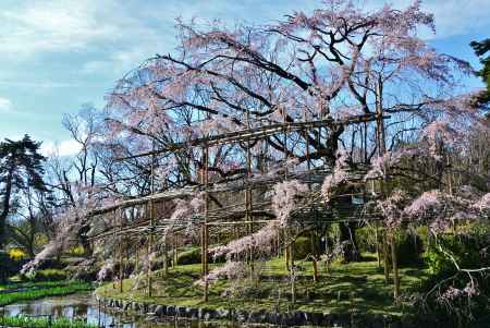 桜の博物館