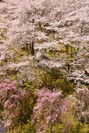 大野ダム公園　桜