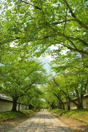 醍醐寺　参道の緑