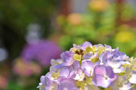 紫陽花とカナブン