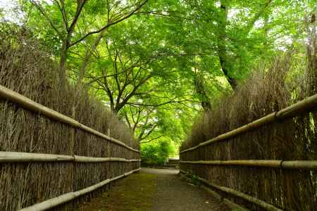 竹と緑の道