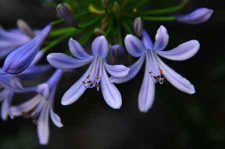 agape（愛）＋anthos（花）＝アガパンサス