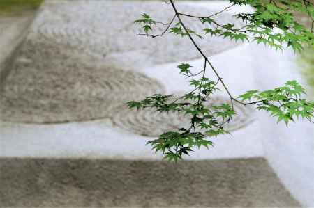 梅雨の白砂壇