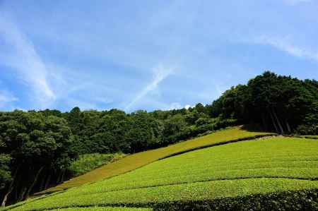 青空と茶畑