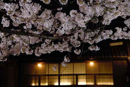 京の夜桜