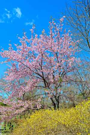 桜とレンギョウと青空