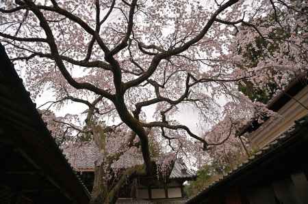 なりひら桜　樹齢200年